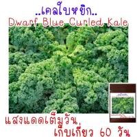 ราคา เมล็ด พันธุ์ เคล บลูเคล คะน้าใบหยิก Blue Kale 150เมล็ด (21956405836)
