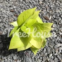 ราคา พลูด่างพลูทองพลูฉลุ กระถาง 4 (20720021608)