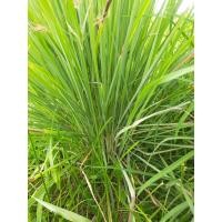 ราคา ตะไคร้สด เครื่องเทศ อินทรีย์แท้ๆ (21980349980)