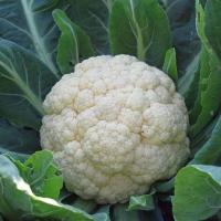 ราคา กะหล่ำดอก เมล็ดพันธุ์ Cauliflower Seeds Healthy Delicious Organic Vegetable Seeds plants เมล็ดพันธุ์พืช พันธุ์ผัก ผักออแกนิค เมล็ดพันธุ์ผัก เมล็ดพันธุ์แท้ ปลูกผัก ผักสวนครัว บรรจุ 200 เมล็ด คุณภาพดี ร