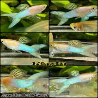 ราคา ปลาหางนกยูง ราคาต่อคู่ ผ ม รวมสายพันธุ์ยอดนิยมบ่อบัว พร้อมแถม อาหารปลาหาง นกยูงทุกกล่อง (22025182259)