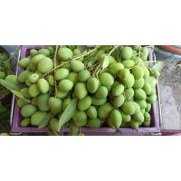 ราคา มะม่วงเบา นน 1kg มะม่วงเบาปักษ์ใต้ เปรี้ยวจี๊ด ใช้สำหรับทำอาหารหรือจะทานเล่นก็ได้ (17569859218)