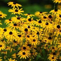 ราคา 100 เมล็ด ดอกไม้ ดอกเมเมียว แบล็กอายซูซาน Black eyed Susan Seeds (22052605134)