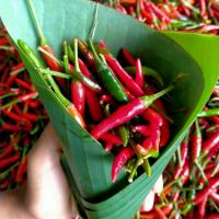ราคา สด ใหม่ จาก ฟาร์ม ทุกวัน พริกจินดาเขียวแดง ปลอดสารพิษ 1 ขีด สวนขายเอง chilli พริกขี้หนู พริกสด พริกสดพร้อมทาน สวนขายเอง (21900949321)