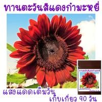 ราคา 8 เมล็ด ทานตะวันสีแดงกำมะหยี่ สีแดงระดับ7 Velvet Queen Sunflower (21956345448)