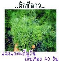 ราคา เมล็ด พันธุ์ ผักชีลาว 500 เมล็ด (21956214785)
