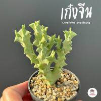 ราคา เก๋งจีน Caralluma Socotrana ไม้เมล็ด แคคตัส กระบองเพชร cactus succulent (22053841177)