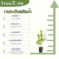 ราคา ต้นมะนาวแป้นพิจิตร ความสูง 60 80 cm มะนาวลูกดก เกรดพรีเมียม รับประกันพันธุ์แท้100 (16470013639)