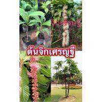 ราคา ต้นจิกเศรษฐี เป็นไม้ดอก ดอกเป็นพวงห้อยระย้า สีสวย มีกลิ่นหอม ปลูกได้ในดินทั่วไป จิกเศรษฐี ไม้มงคล (16007627580)