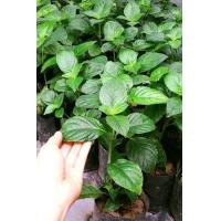 ราคา ต้นเนียมหอม ชุดละ 2ต้น สมุนไพรโบราณ เป็นยาดอง อ้มเนียม คนโบราณจะเด็ดใบแล้วนำไปย่างไฟจะส่งกลิ่นหอมแบบน้ำนมข้าวบางท่านนำอ้มเนียมย่างไฟแล้วนำไปดองเหล้าจากกลิ่นฉุนก็จะทำให้มีกลิ่นหอมมาก (16208201364)