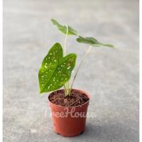 ราคา บอนสี สาวน้อยปะแป้ง Caladium sp Saonoipapang กระถาง 4 นิ้ว จัดส่งทั้งต้นพร้อมกระถาง (20720122509)