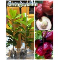 ราคา ต้นชมพู่มะเหมี่ยว ขนาด60 70Cm ผลไม้เนื้อฟู หนานุ่ม มีกลิ่นหอม หากินยาก ชมพู่มะเหมี่ยว นิยมนำผลสุกมารับประทานสด ผลมีเนื้อที่หนานุ่ม รสเปรี้ยวอมหวาน และมีกลิ่นหอม (16566957253)