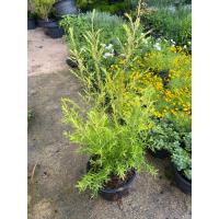 ราคา ต้นหลิวทอง หลิวยอดทอง มี 4 ขนาดให้เลือก 6 8 11 นิ้ว (21918308346)