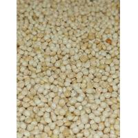 ราคา อาหารนกหงส์หยก มิลเลทครีม มิลเลทขาว 1 ก ก เพียง 45 บาท นกเขาเล็ก นกเขาใหญ่ หงส์หยก ฟอพัส เลิฟเบิร์ด ฟินซ์ คีรีบูน (21442250571)