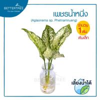 ราคา เพชรน้ำหนึ่ง จำนวน 1 ต้น เลี้ยงน้ำได้ ไม้มงคล ไม้ฟอกากาศ (21957576625)