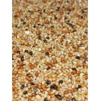 ราคา อาหารนกหงส์หยก มิลเลทรวม 3 สี ครึ่งก ก เพียง 24 บาท มิลเลท 3 อาหารนกเขาเล็ก (21442275205)