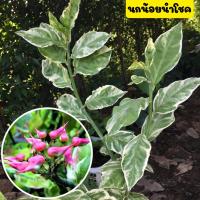 ราคา นกน้อยนำโชคด่าง ไม้มงคล เรียกโชคลาภ ปลูกง่าย ออกดอกเป็นรูปนก ขายพร้อมถุงชำ รากเต็มพร้อมปลูก (16539849321)