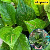 ราคา คล้าขุนแผน ไม้มงคล เรียกทรัพย์ เสริมเสน่ห์ เมตตามหานิยม ส่งพร้อมถุงชำ พร้อมปลูก (21887222810)