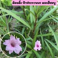 ราคา ต้อยติ่ง ฟ้าประทานพร ต้อยติ่งฝรั่ง ต้นต้อยติ่งหรือฟ้าประทานพร พร้อมถุงชำ ดอกสีชมพู รากเต็มพร้อมปลูก (12819218720)