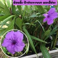 ราคา ต้อยติ่ง ต้อยติ่งฝรั่ง ฟ้าประทานพร กิ่งพันธุ์ต้นต้อยติ่งฟ้าประทานพร ดอกสีม่วง พร้อมถุงชำ รากเต็ม พร้อมปลูกได้เลย (9850979119)