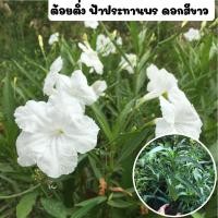 ราคา ต้อยติ่ง ฟ้าประทานพร ต้อยติ่งฝรั่ง ต้นต้อยติ่งหรือฟ้าประทานพร พร้อมถุงชำ ดอกสีขาว รากเต็มพร้อมปลูก (13301944042)