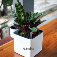 ราคา Newราคาโปรโมชั่น กระถางรดน้ำต้นไม้อัตโนมัติทรงสี่เหลี่ยม กระถางต้นไม้พลาสติก กระถางต้นไม้ เก็บน้ำได้ 12นิ้ว (9633603188)