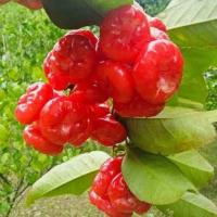 ราคา ต้นชมพู่พลาสติกสีแดง หรือชมพู่แก้ว กิ่งชำ พร้อมปลูก (15500940617)