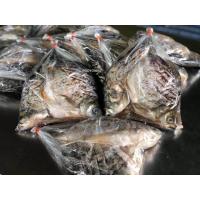 ราคา ปลาส้มตะเพียน 500 กรัม บรรจุ2 4ตัว ตามขนาดปลา (20156977851)