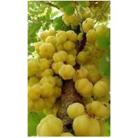 ราคา ต้นมะยม ชุดละ 3 ต้น ต้นไม้มงคล ต้นไม้มงคลหน้าบ้าน ต้นไม้มงคลในบ้าน (20404260744)