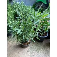 ราคา ต้นโรสแมรี่ โรสแมรี่คลูลิ่ง ราเวนเดอร์ ใบมีกลิ่นหอม กระถาง 6 8 11 นิ้ว (21910942224)