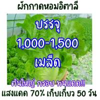 ราคา 1000 เมล็ด ผักกาดหอมอิตาลี ผักกาดหอมอิตาเลี่ยน Italian lettuce seeds (21956481137)