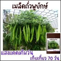 ราคา 5 เมล็ด เมล็ดพันธุ์ถั่วพูยักษ์ ถั่วพูยาว (21956483066)