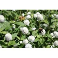 ราคา เมล็ดดอกบานไม่รู้โรย ขาว บานไม่รู้โรย ซื้อ 10 แถม 1 คละอย่างได้ (4625332765)