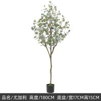 ราคา ต้นยูคาลิปตัสใบกลม Eucalyptus polyanthemos ไม้ปลอม ต้นไม้ประดิษฐ์ ของตกแต่งบ้าน THAILUCKY (21905039804)