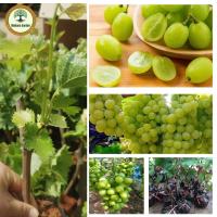 ราคา ต้นองุ่นลูสเพิลเล็ต Loose Perlette องุ่นหวานสุดๆ ต้นเสียบยอดมีความสูง 60 80 ซม (21899756138)