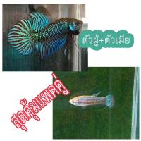 ราคา ปลากัดจริง ปลากัดมหาชัยแบบ แพคคู่สุดคุ้ม ปลากัดมหาชัยตัวผู้ ตัวเมีย อายุ5 (22110331506)