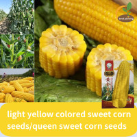 ราคา ข้าวโพดหวาน สีเหลือง ข้าวโพดหวาน Light Yellow Colored Sweet Corn Seeds เมล็ดข้าวโพดหวานเหนียวสีเหลืองทอง Golden sweet sticky corn on the cob sweet sticky corn seeds (22056536241)