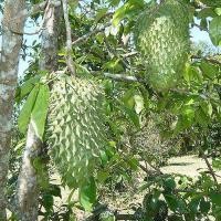ราคา 10 เมล็ด ทุเรียนเทศ ทุเรียนน้ำ ทุเรียนแขก หมักเขียบหลด ไม้ยืนต้น (21916513401)