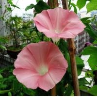 ราคา 50 เมล็ด ดอกมอร์นิ่งกลอรี่ ดอกผักบุ้งฝรั่ง ดอกไม้ประดับ Morning Glory Seeds สายพันธุ์ pink (21534653128)