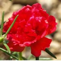 ราคา แพรเซี่ยงไฮ้ สีแดง 40 กิ่ง (3427098821)