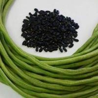 ราคา 50 เมล็ด ถั่วฝักยาว ถั่วพุ่ม ถั่วม่วง ถั่งนิโกร ผักสวนครัว NON GMO Yard Long Bean seeds (21822926129)