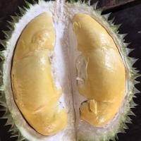 ราคา 2 เมล็ด ทุเรียนพื้นบ้าน ทุเรียนใต้ Durain Seeds (22075984265)