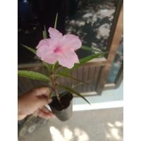 ราคา ต้อยติ่งฝรั่งสีชมพู ขายกิ่งพันธุ์ตัดสด 10 กิ่ง (16927803047)