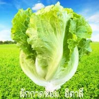 ราคา ผักกาดหอมอิตาลี 10แถม1 ถูกที่สุด10บ เมล็ดพันธุ์ผักกาดหอม 100 เมล็ด ปลูกง่าย โตเร็ว หัวใหญ่ ทานอร่อย (21980712876)