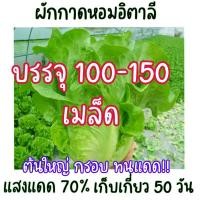 ราคา 1000 เมล็ด ผักกาดหอมอิตาลี ผักกาดหอมอิตาเลี่ยน Italian lettuce seeds (21956481136)