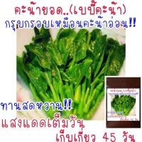 ราคา เมล็ด พันธุ์ คะน้ายอดไต้หวัน เบบี้คะน้า 500 800 เมล็ด (21956466376)