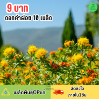 ราคา 9บาท ดอกคำฝอย 10 เมล็ด (21551785424)