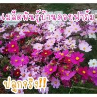 ราคา 30 เมล็ด เมล็ดดอก คอสมอส ดาวกระจายคละสี (21956377474)