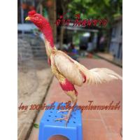 ราคา ไข่เชื้อไก่ชน ง่อน100 โคตรเบอร์แข้ง ชุด 3 ฟอง รับประกันเชื้อ ส่งด่วน (22037525156)