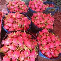 ราคา กิ่งพันธุ์ แก้วมังกร สีแดง red dragon fruit ตัดสดส่ง พร้อมปลูก 10กิ่ง 89 บาท pitaya เนื้อแดงเปลือกแดง รสชาติหวาน ผลไม้บำรุงเลือด ปลูกแก้วมังกร ทางเลือกใหม่ในพื้นที่ดินทราย สริมสร้างกระดูกและฟันของลูกน